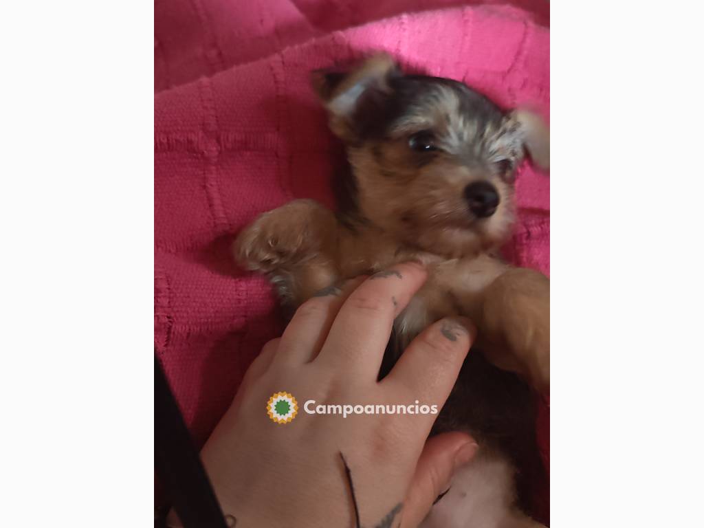 Cachorrito Chorky