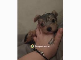 Cachorrito Chorky