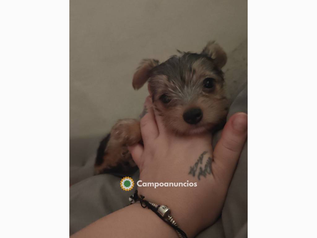 Cachorrito Chorky en Ciudad Real