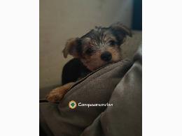 Cachorrito Chorky