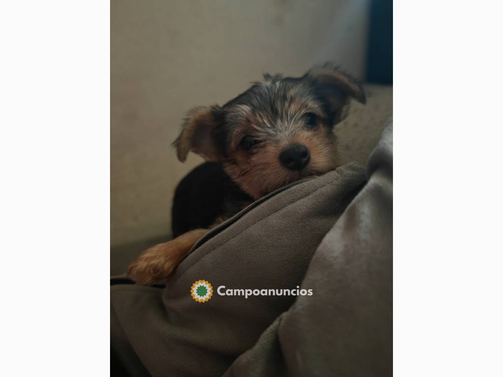 Cachorrito Chorky en Ciudad Real