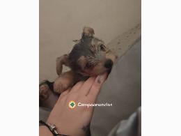Cachorrito Chorky