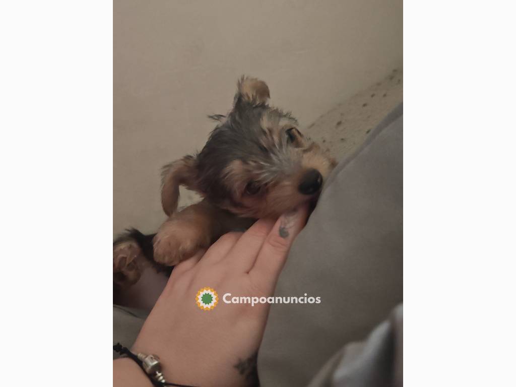 Cachorrito Chorky en Ciudad Real