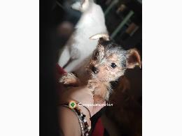 Cachorrito Chorky