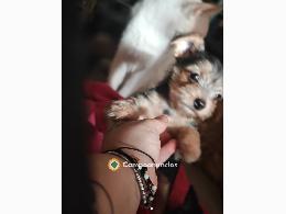 Cachorrito Chorky
