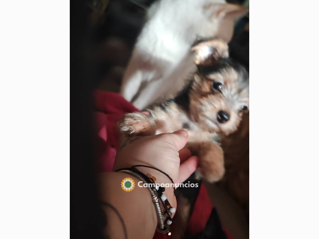 Cachorrito Chorky en Ciudad Real
