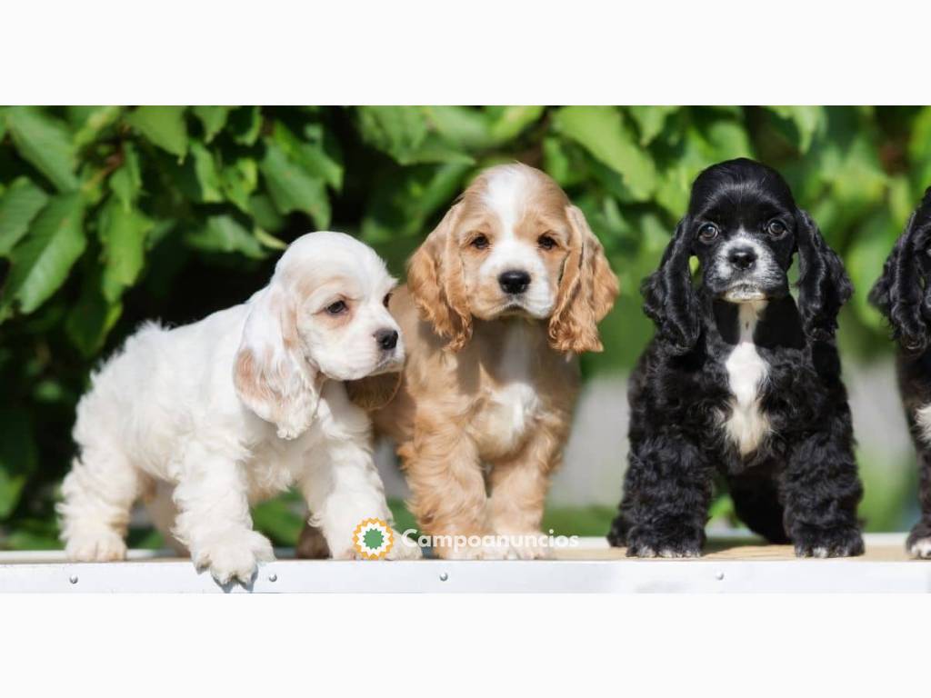 cachorritos cocker spaniel para adopcion en Tenerife