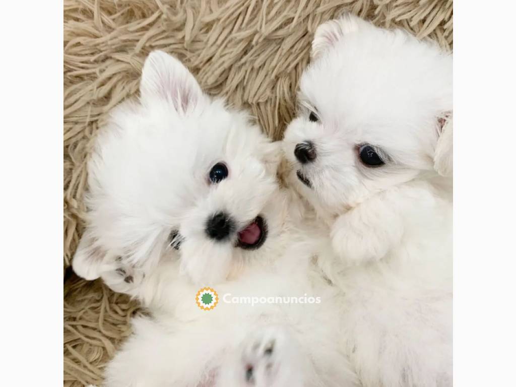 cachorritos de Bichon maltes en Tenerife