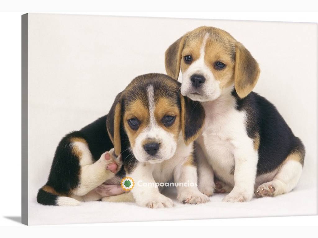 Cachorro beagle de pura raza asequible d en Tenerife