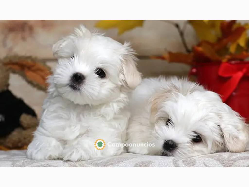 Cachorro Bichón Maltés de pura raza disp en Tenerife