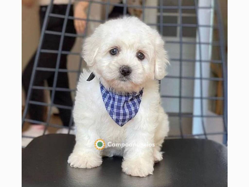 Cachorro bichón maltés de pura raza en a en Tenerife