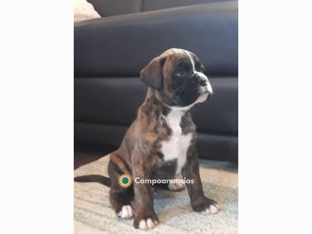 cachorro boxer bien educado para adopció en Huesca