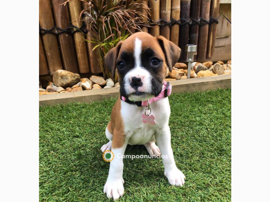 Cachorro Boxer real y de pura raza dispo en Toledo