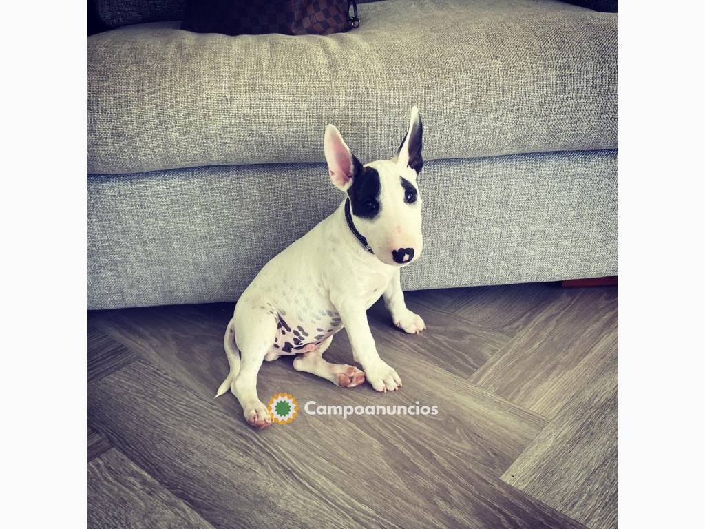 cachorro bull terrier en Huesca