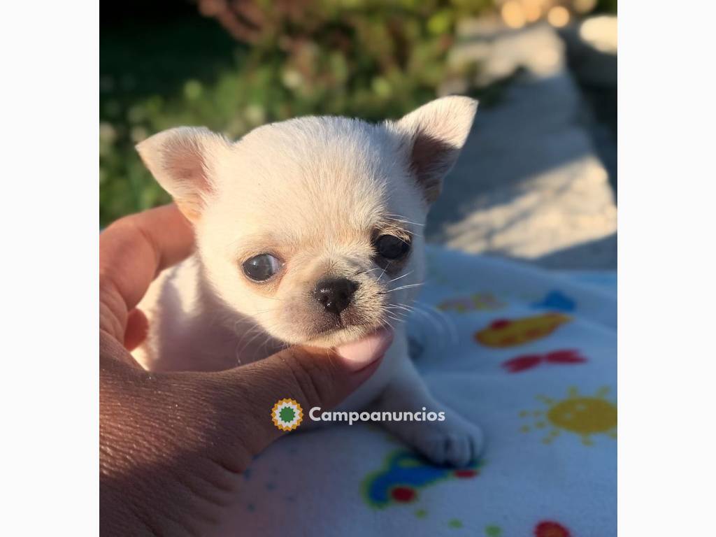 Cachorro chihuahua en adopción en Tenerife