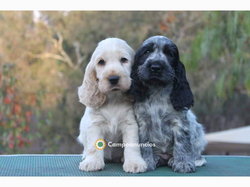 Cachorro cocker spaniel pura raza dispon en Huesca