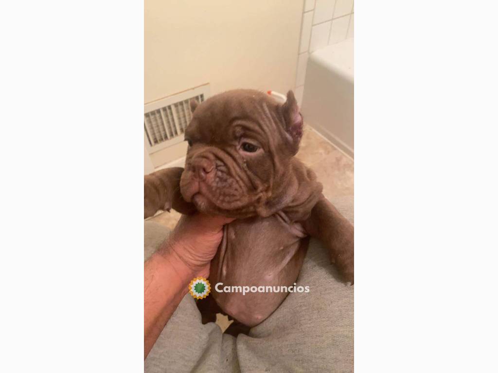 cachorro de bulldog francés en Toledo