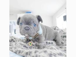 Cachorro de bulldog francés en adopción