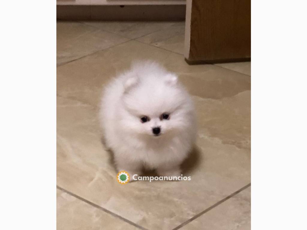 Cachorro de Pomerania blanco en Huesca