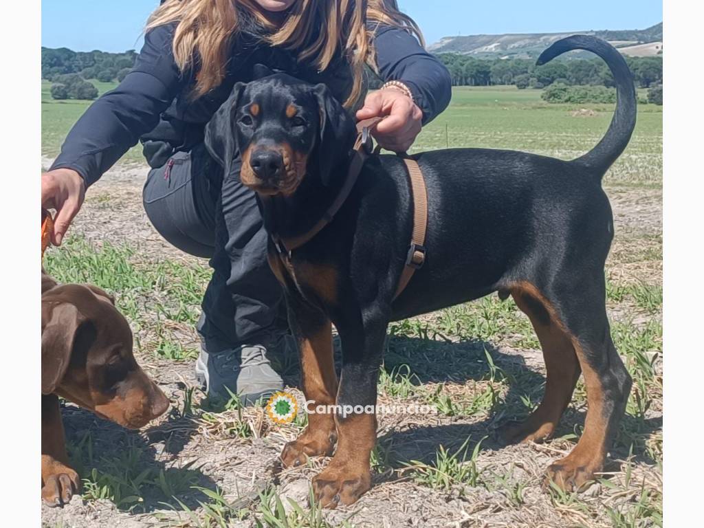 Cachorro dobermann en Valladolid