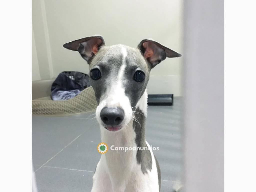 cachorro galgo en adopcion en Tenerife