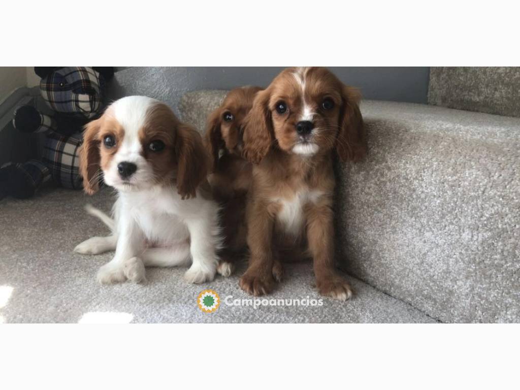 Cachorro King Charles Cavalier en Ourense