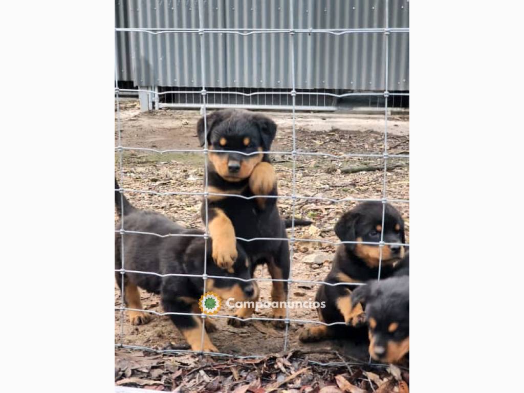 cachorro rotweiler disponible en Huesca