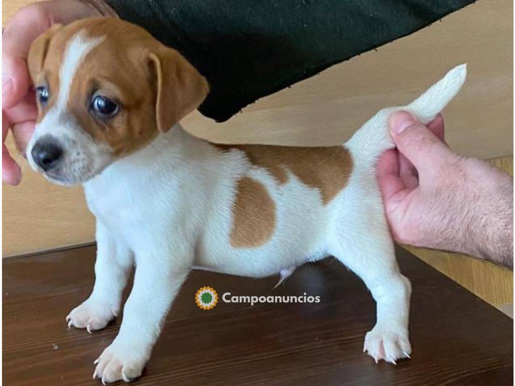 Cachorros adorables Jack Russell Terrier en Ourense