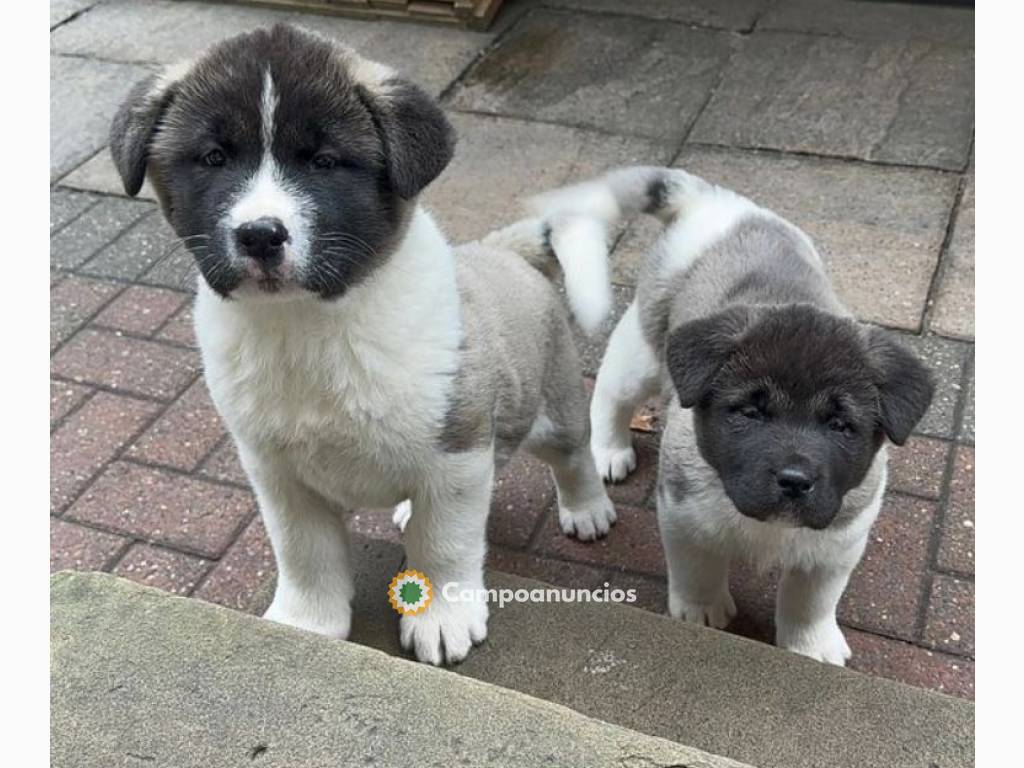 Cachorros Akita Inu en Ourense