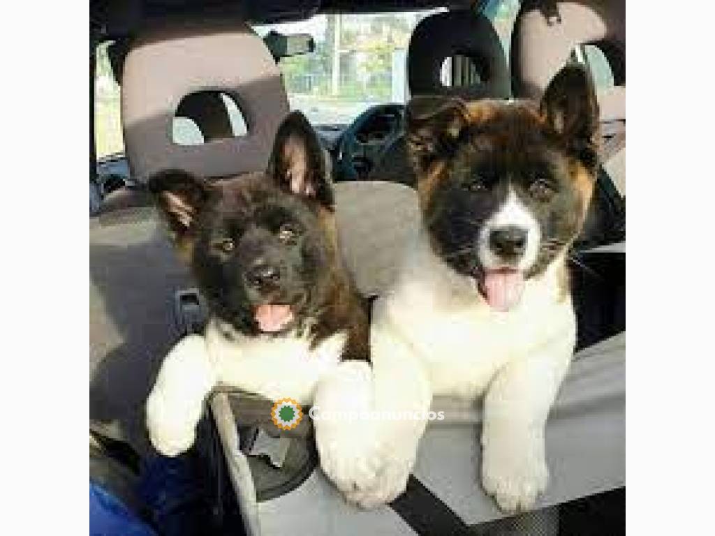 Cachorros Akita Inu Cachorros listos en Huesca