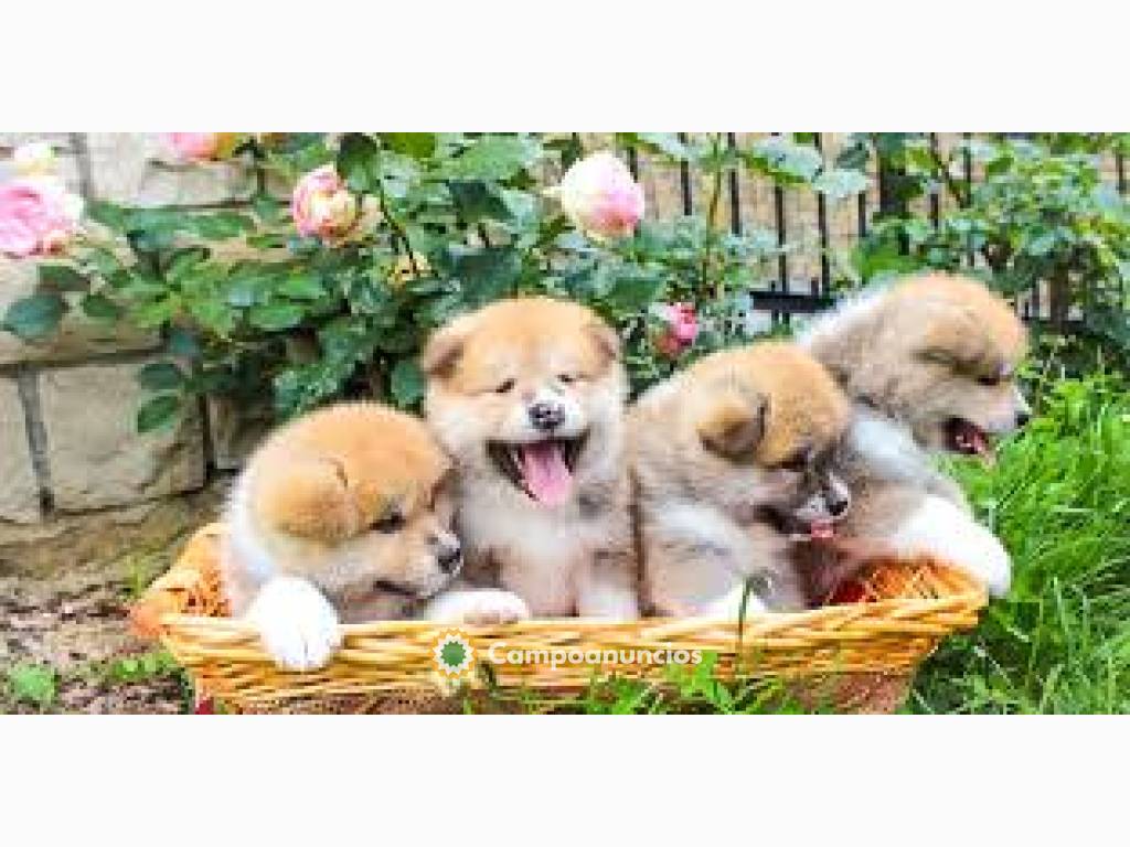  Cachorros akita inu disponibles  en Ourense