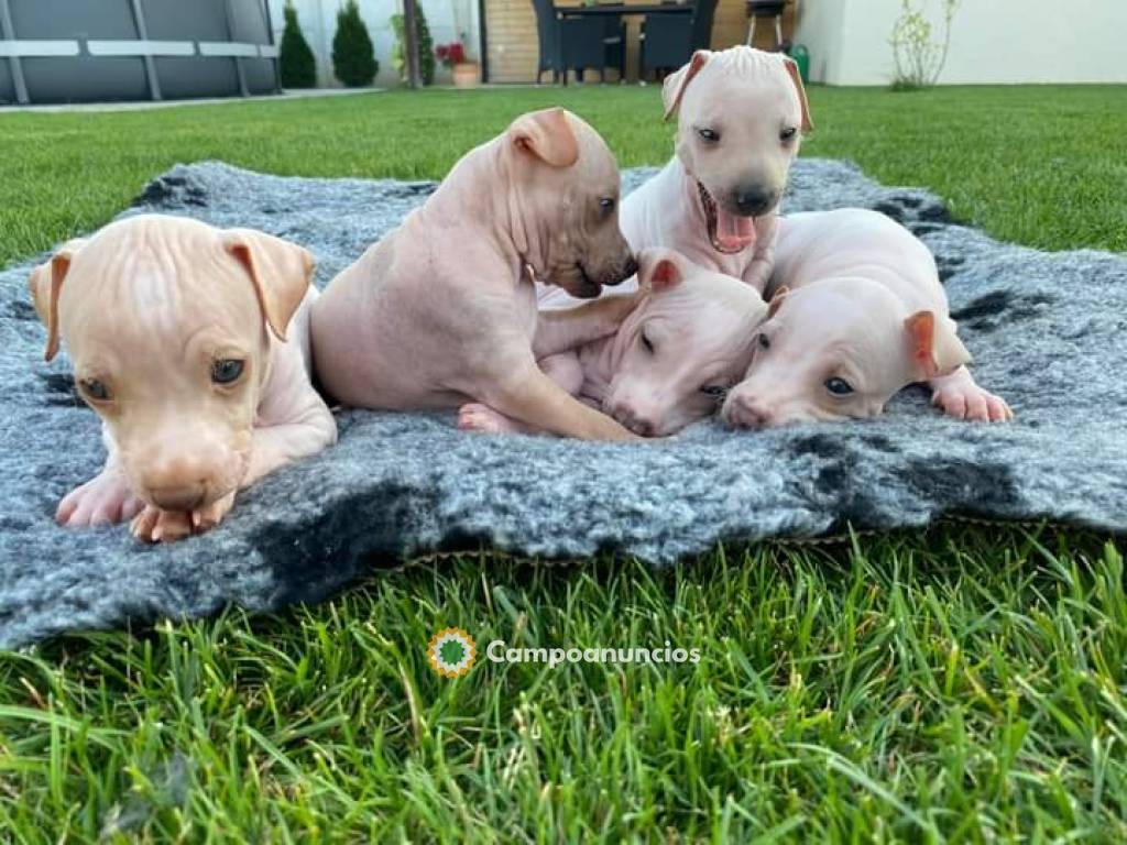 Cachorros American Hairless Terrier a la en Huesca