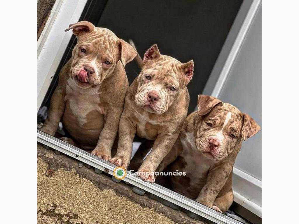 Cachorros American Pit Bull Terrier en Tenerife