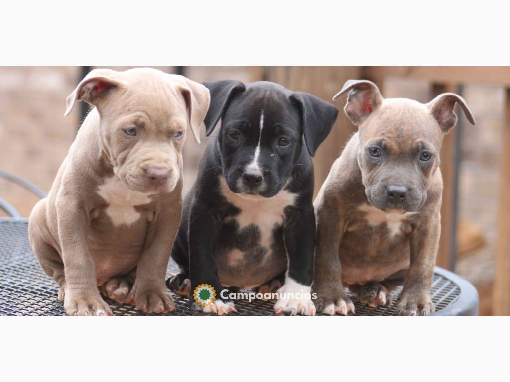 Cachorros American Pit Bull Terrier en Huesca