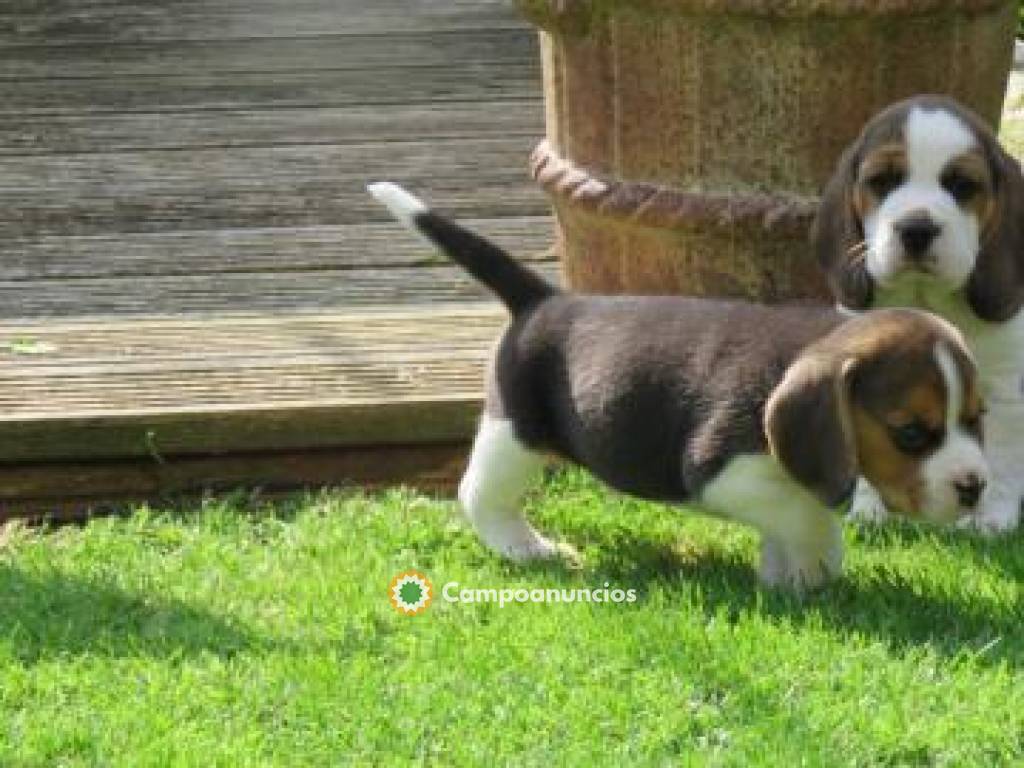 CACHORROS BEAGLE DISPONIBLES. en Huesca