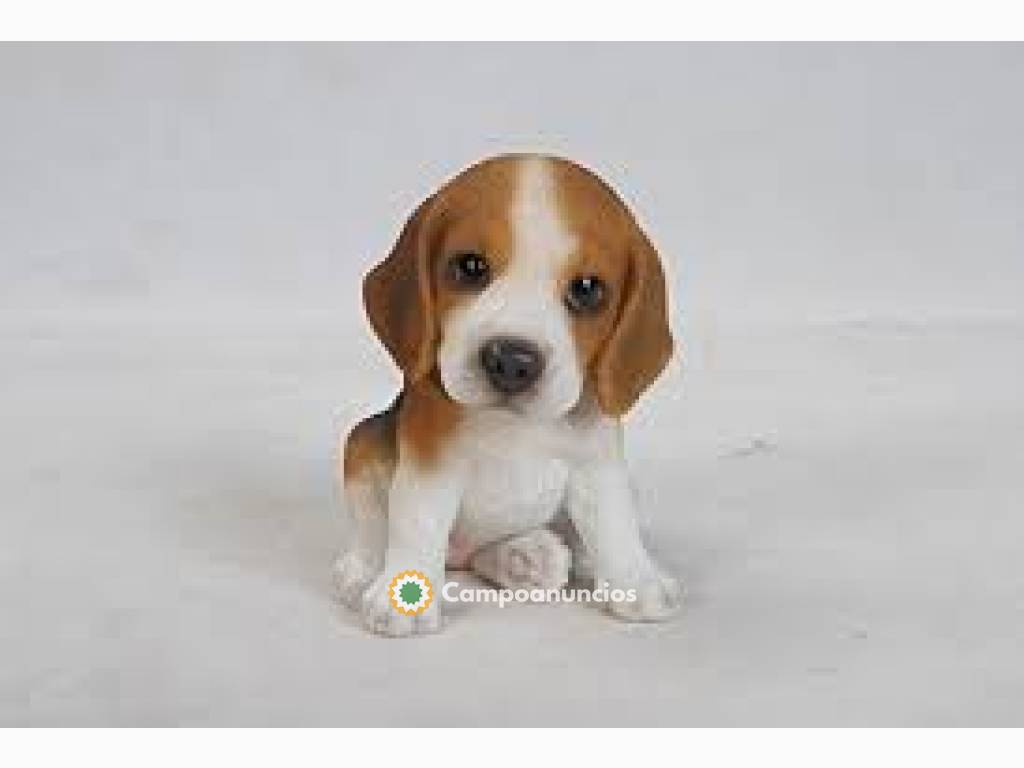 Cachorros Beagle disponibles... ¡¡¡Hola! en Tenerife