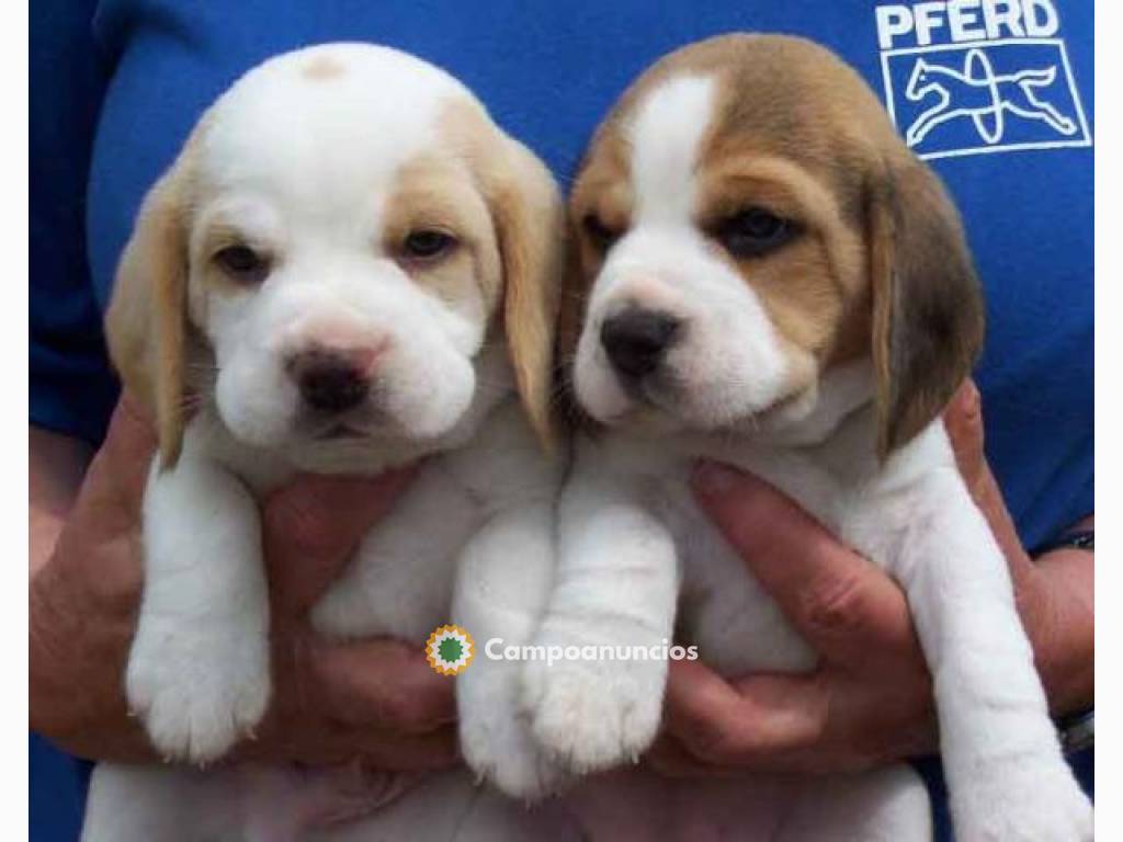 Cachorros Beagle machos y hembras en Ourense