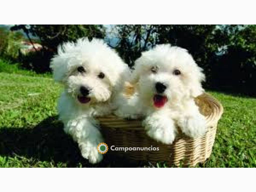 Cachorros Bichon Frise  en Huesca