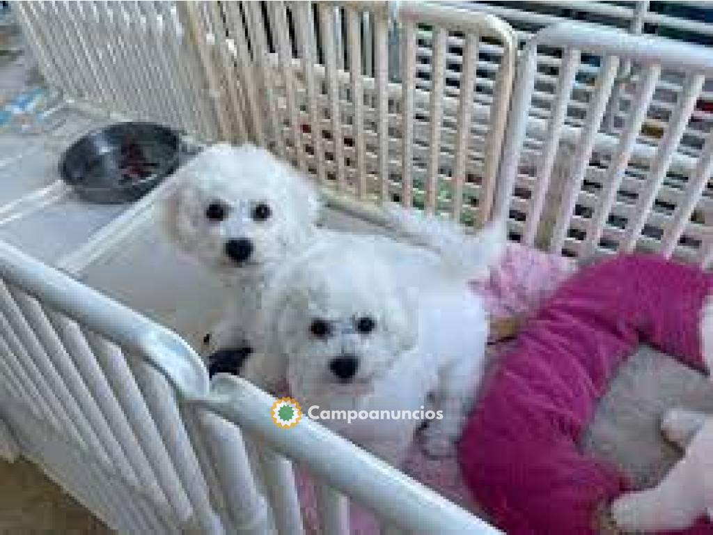 Cachorros Bichon Frise  en Ourense