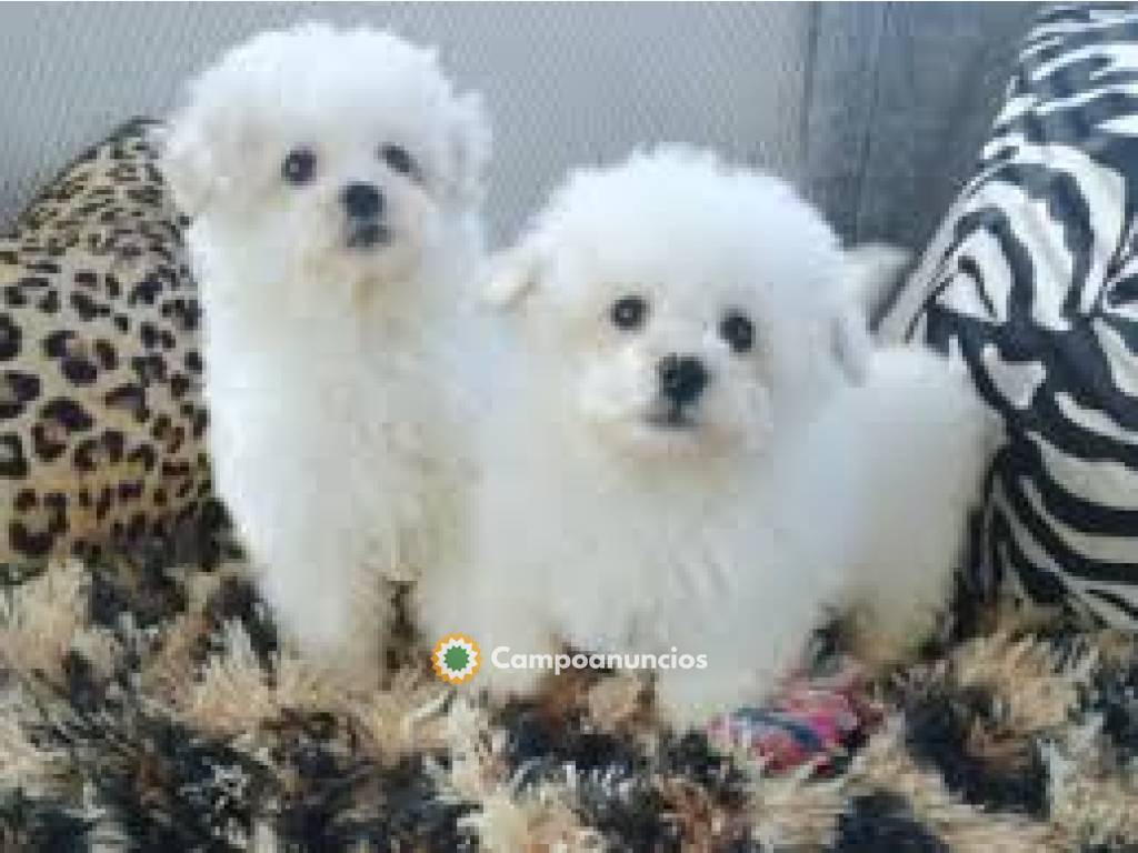 Cachorros Bichon Frise  en Tenerife