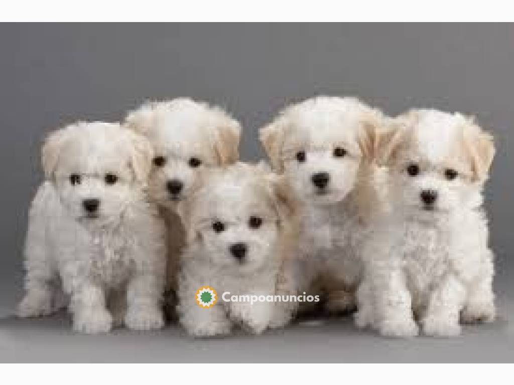 Cachorros Bichon Frise Disponibles..Hola en Toledo