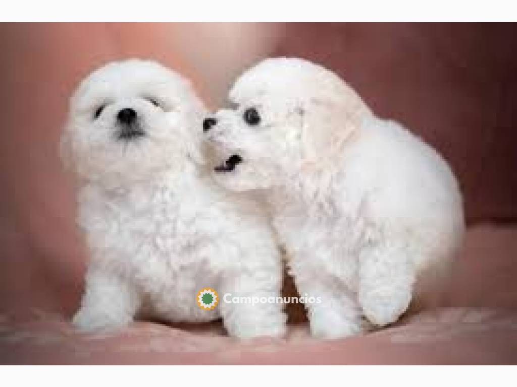 Cachorros Bichon Frise Disponibles..Hola en Tenerife