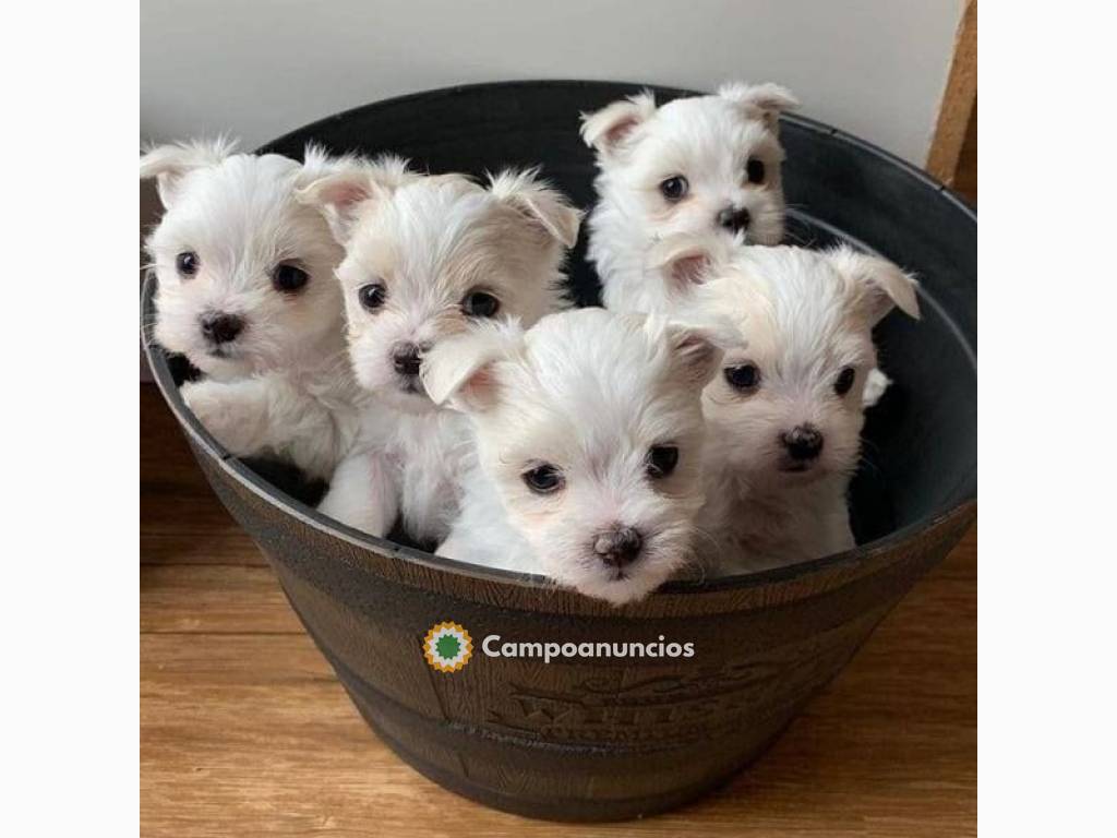 Cachorros Bichón Maltés en Tenerife