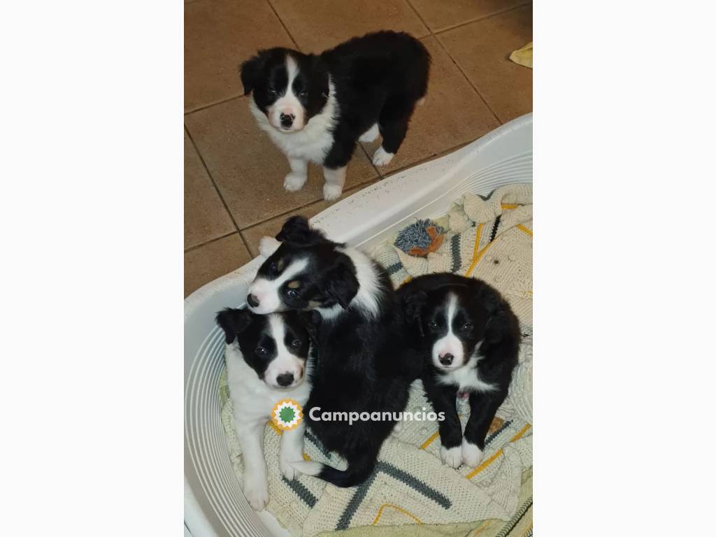 Cachorros Border Collie   en Toledo