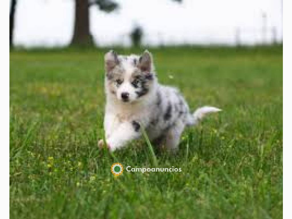 Cachorros Border Collie disponibles  en Huesca