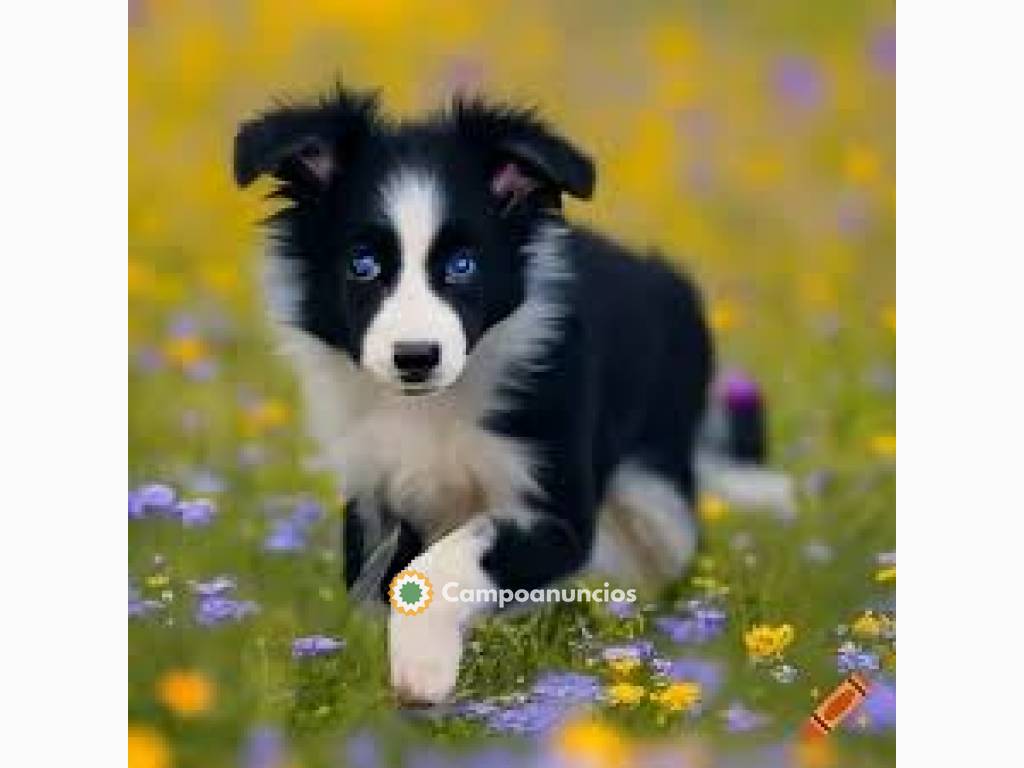 Cachorros Border Collie disponibles  en Toledo