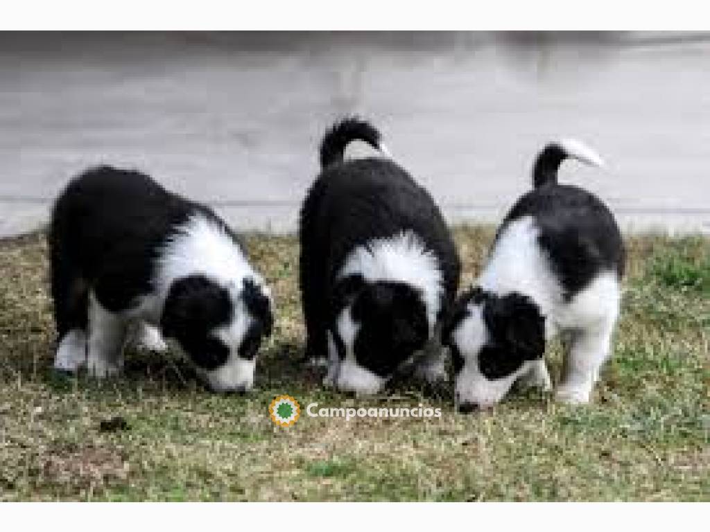 Cachorros Border Collie disponibles...  en Tenerife