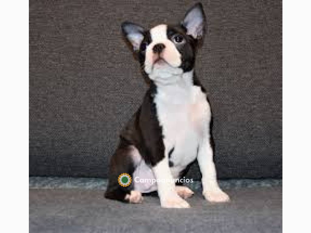 Cachorros Boston terrier disponibles  en Tenerife