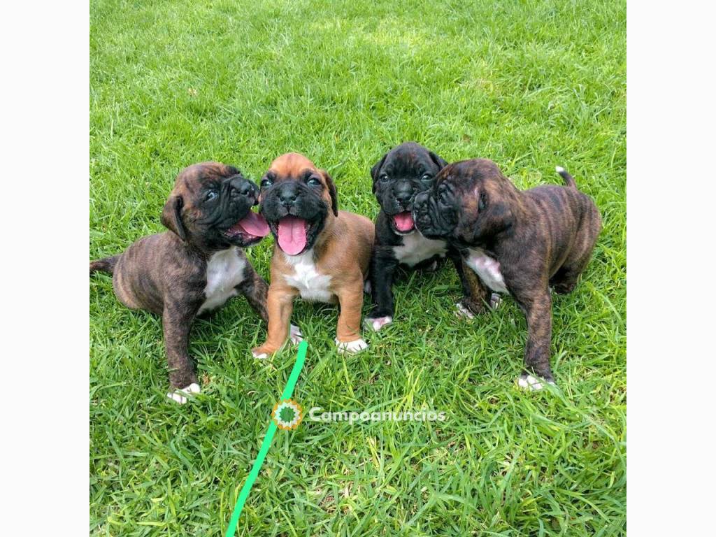 cachorros boxer para adopcion en Tenerife