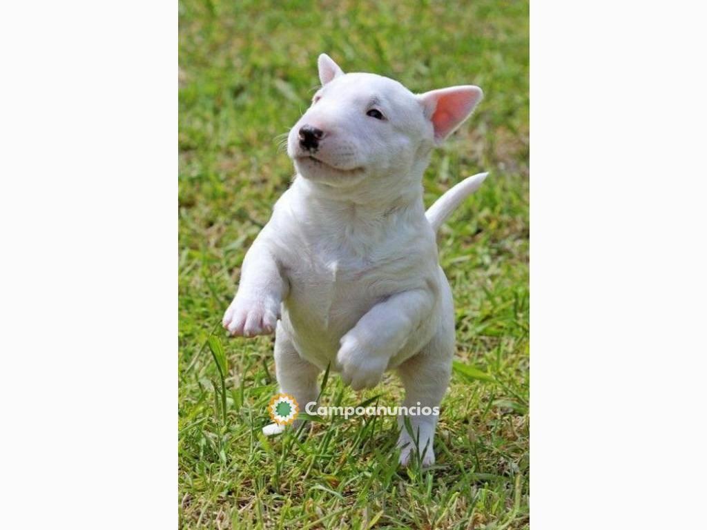 Cachorros Bull Terrier disponibles  en Huesca